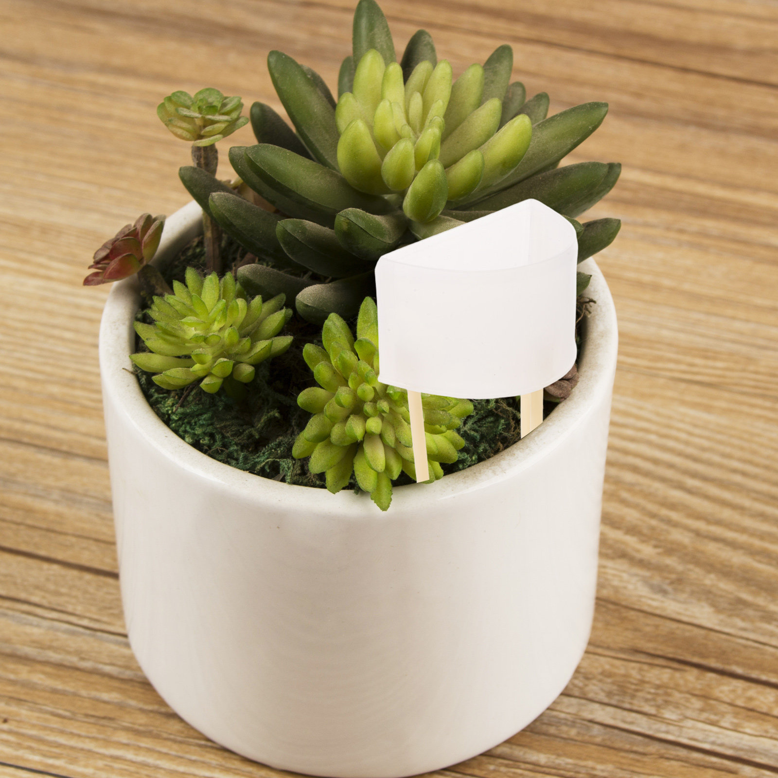 Automatic Moss Pole Watering S - Automatic Plant Waterer review and price