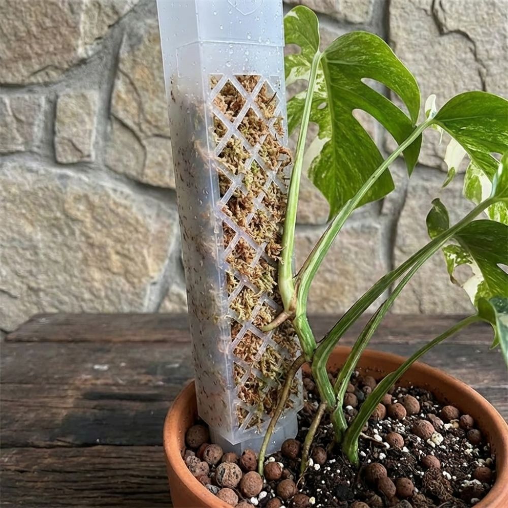 D-Shaped Self-Watering Plant D - Automatic Plant Waterer review and price